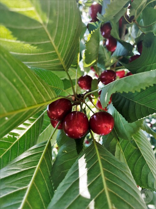 Foto 23.06.19, 15 56 54